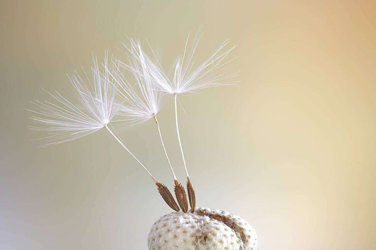 Dandelion bloem met delicate zaadpluimen op een zachte achtergrond